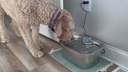 3-Gallon Stainless Steel Dog Water Fountain